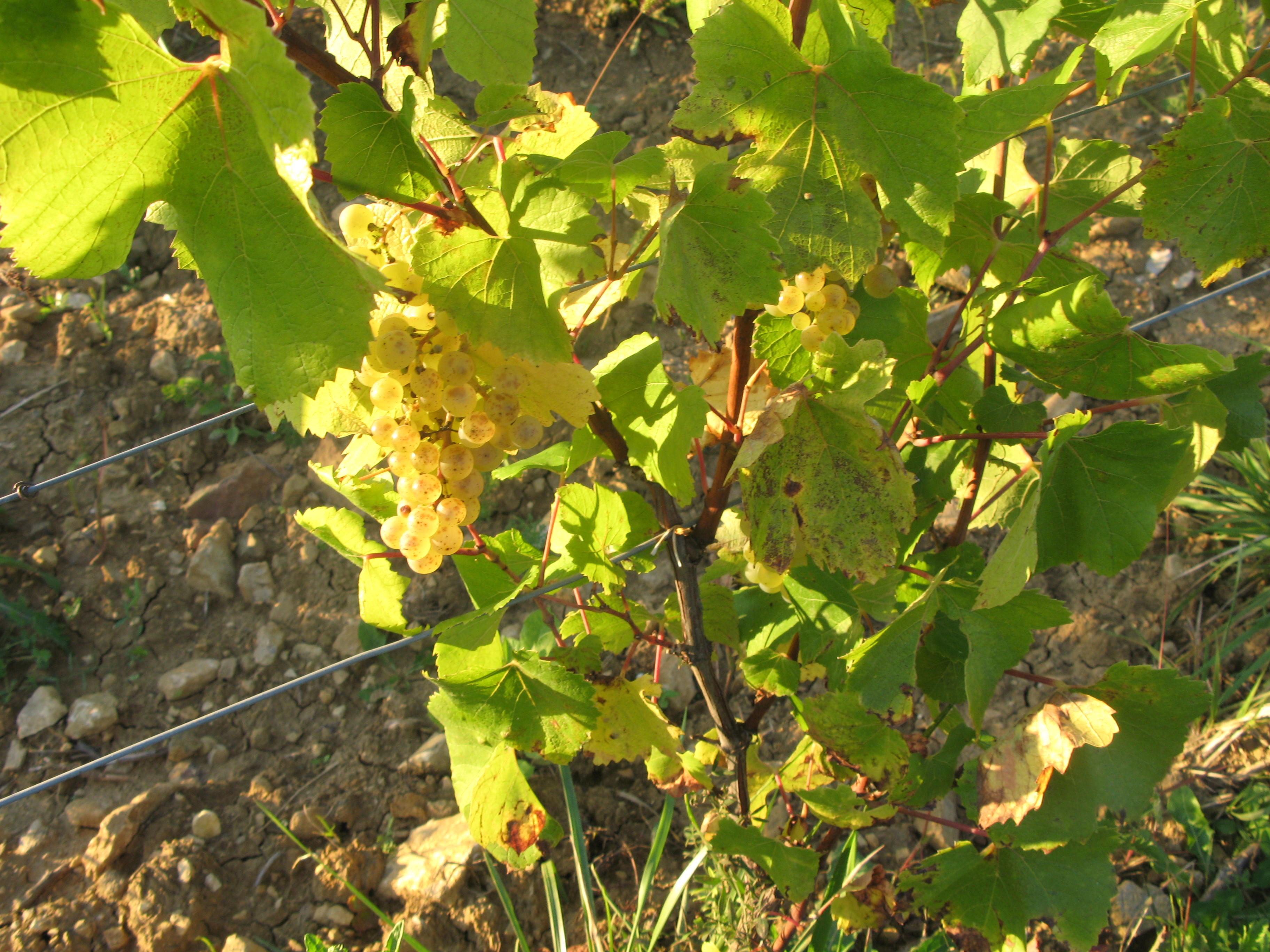 Les coteaux du Val de Sorne