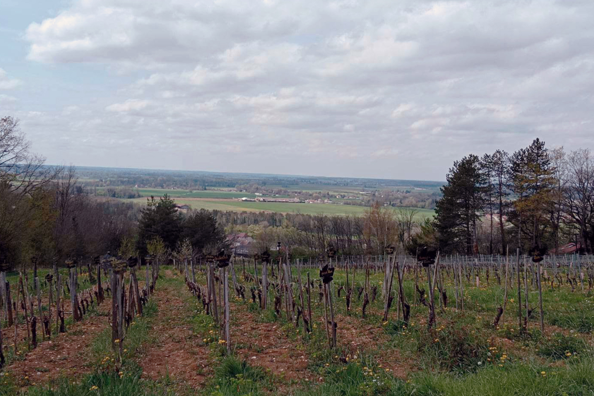vigne conservatoire Champagne sur Loue ©Happy's Experience Marion Michel