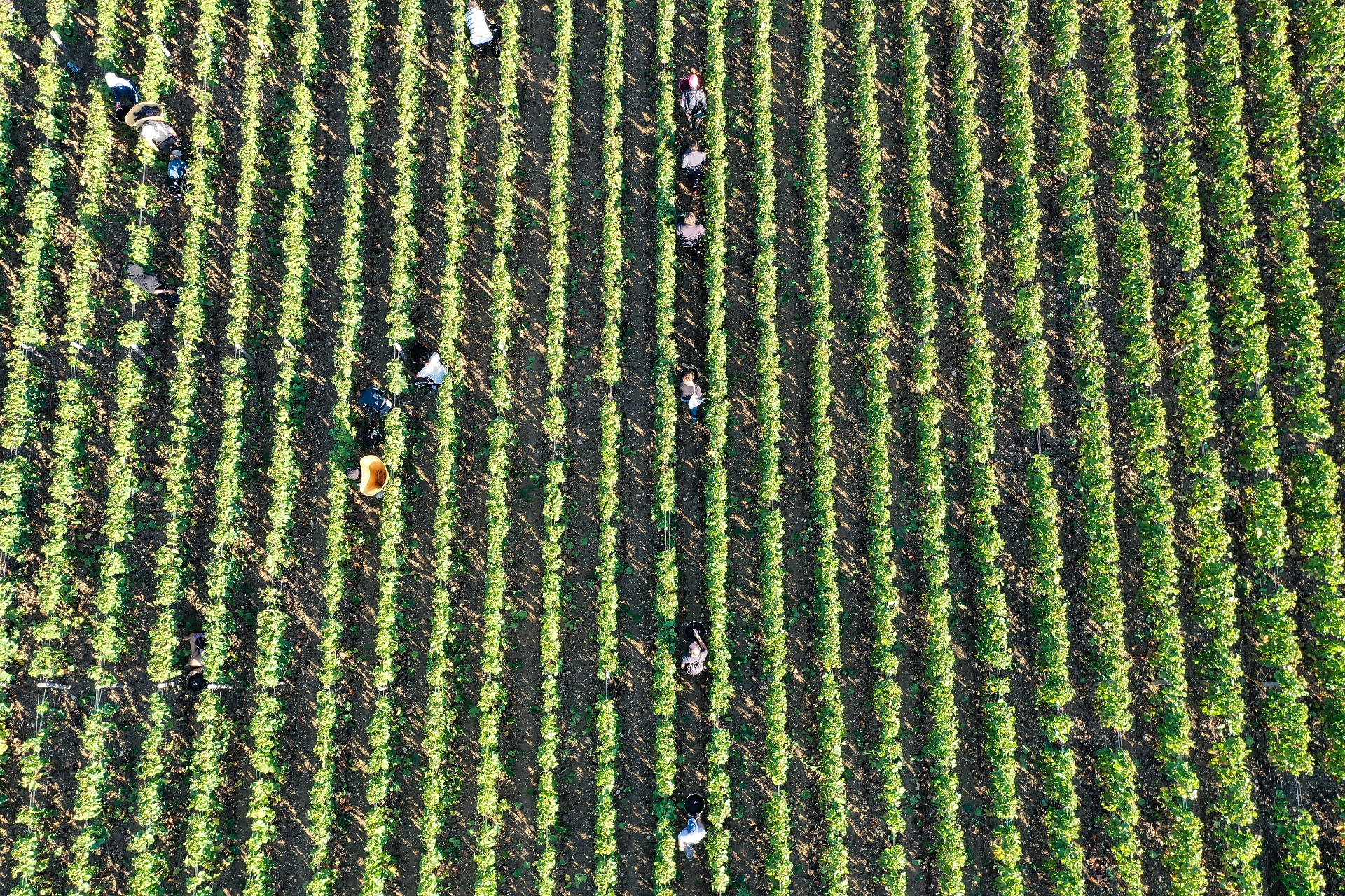 Vignes dijonnaises