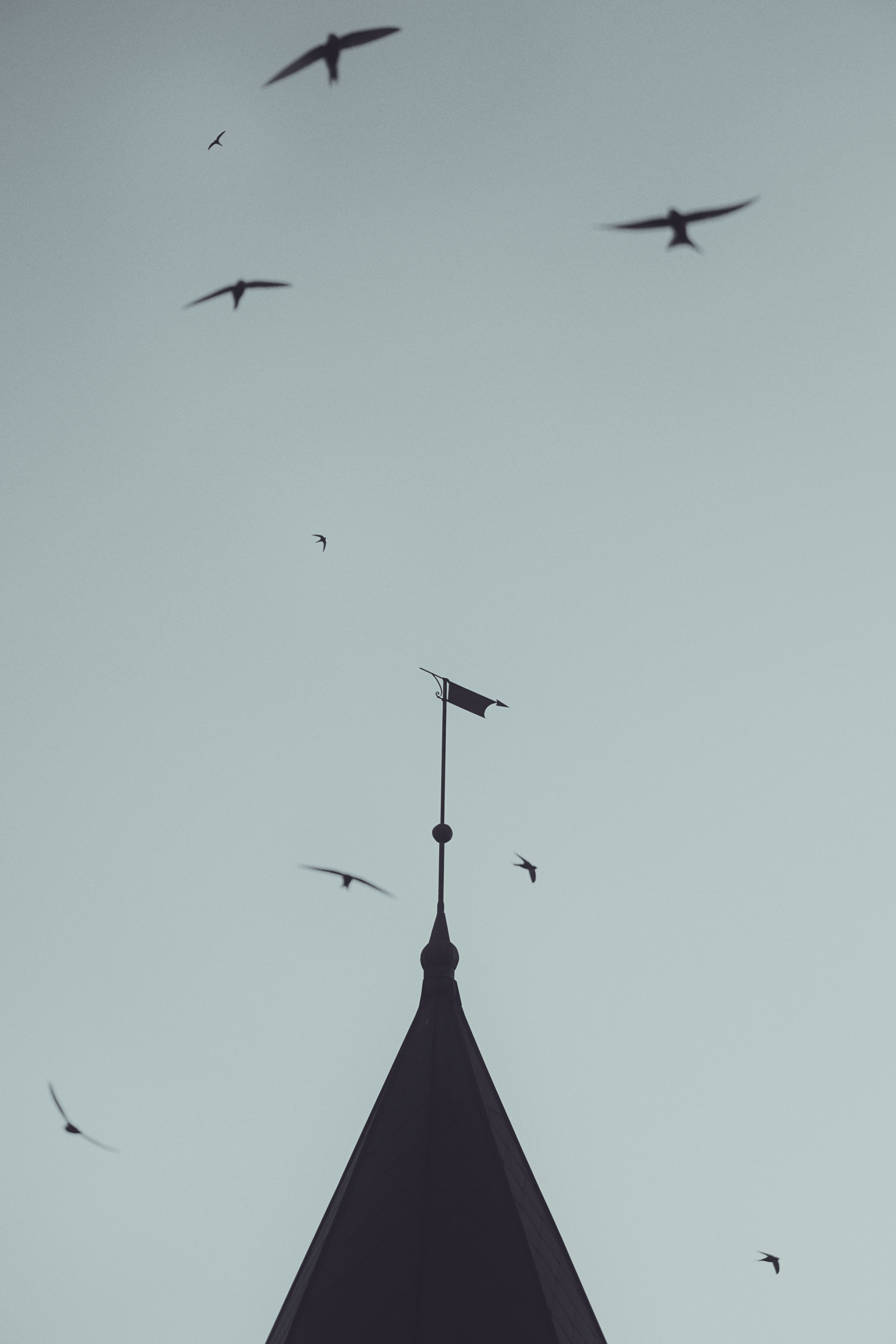Hirondelles ou Martinets, clocher, nature en ville