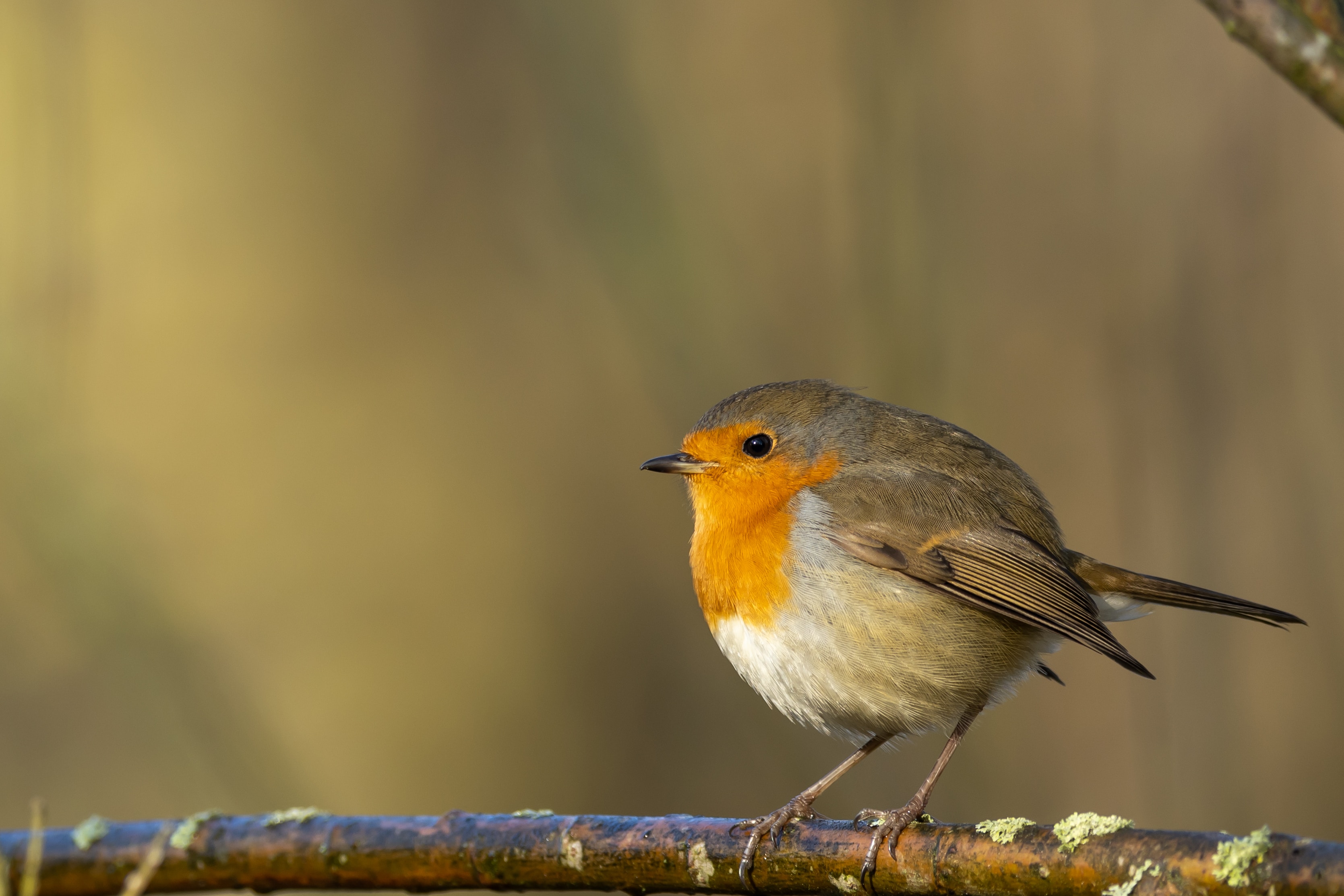 Rouge-gorge, oiseau, observation nature
