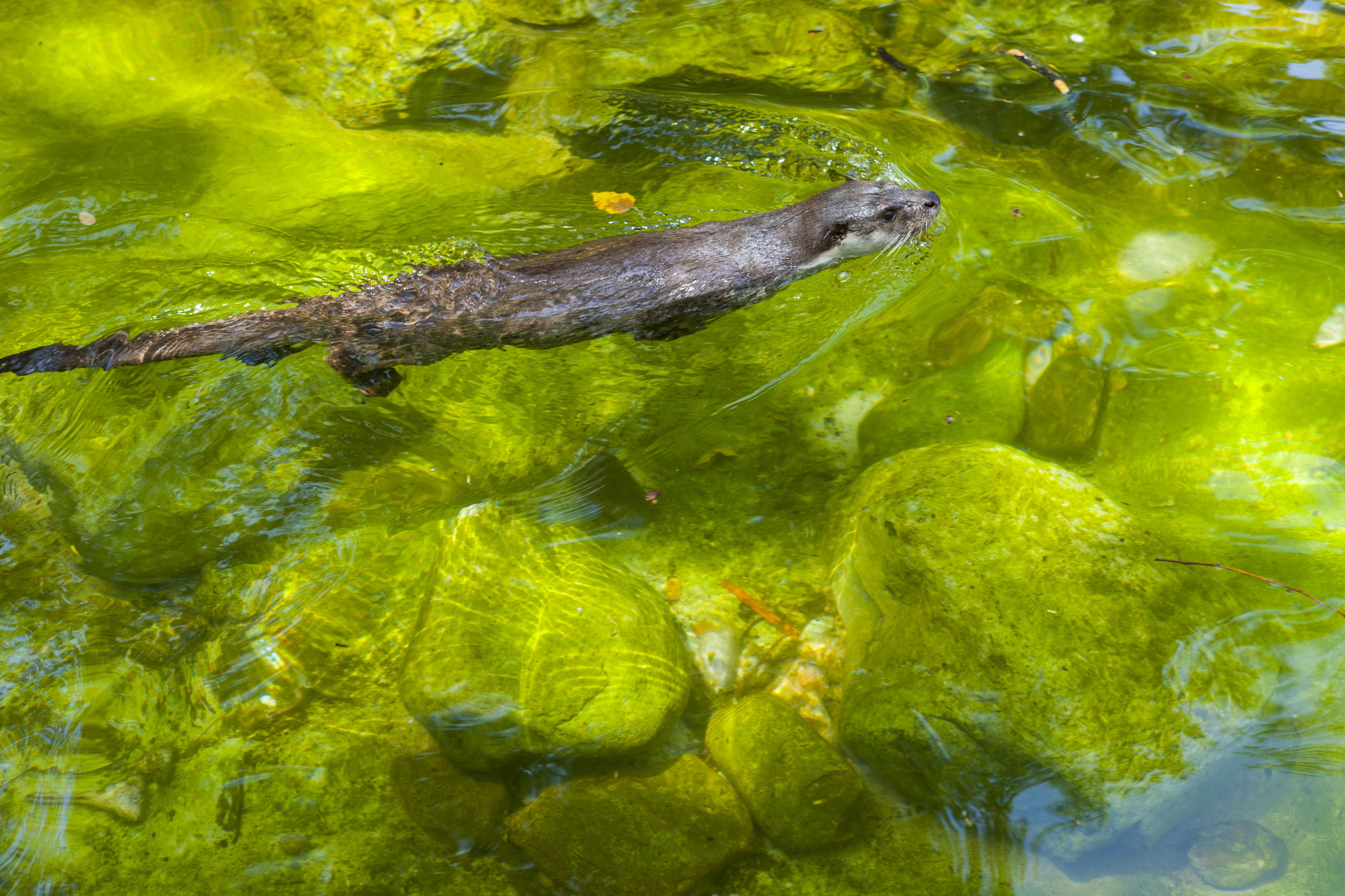 La loutre mystérieuse