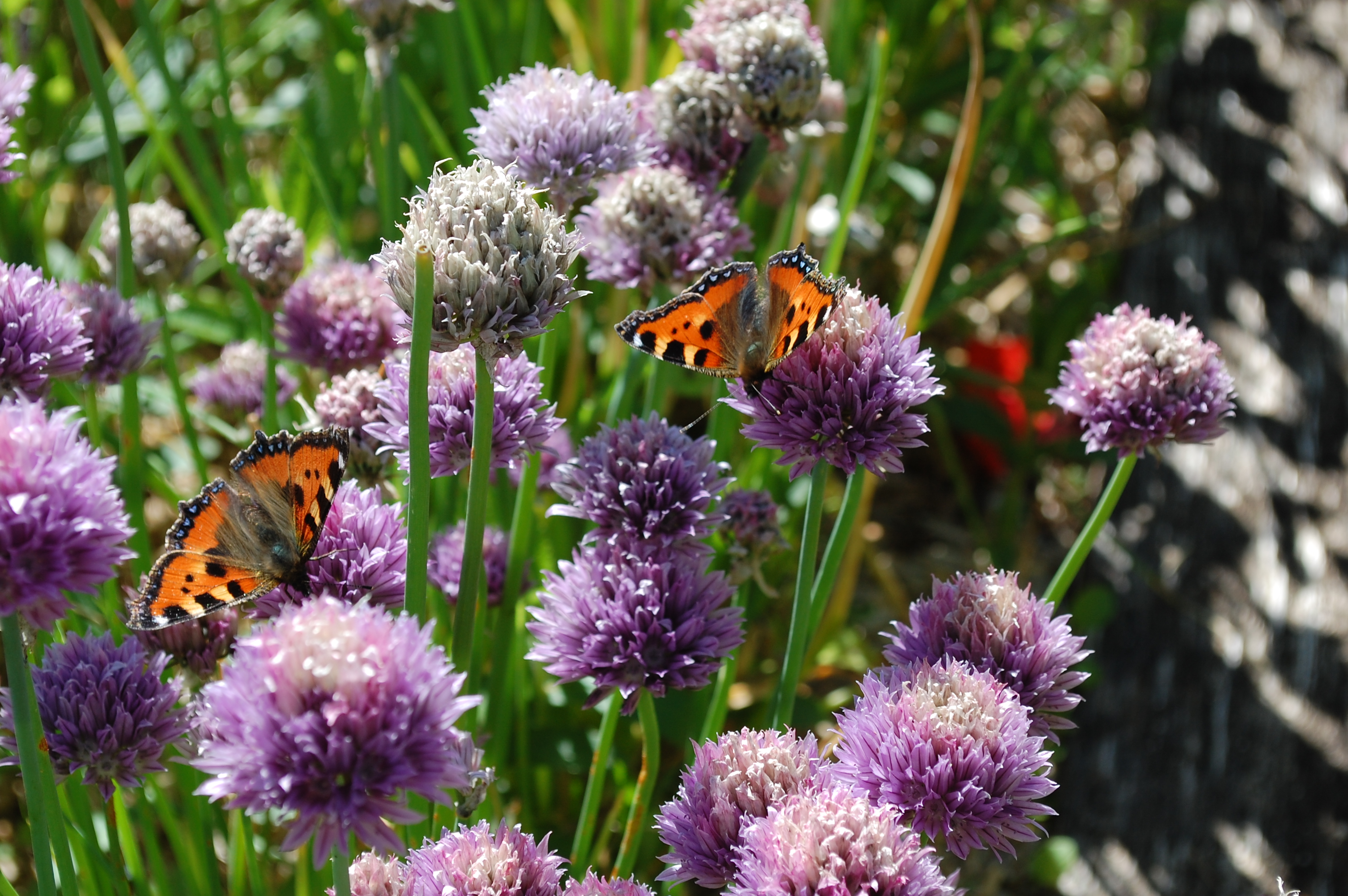 Journée biodiversité