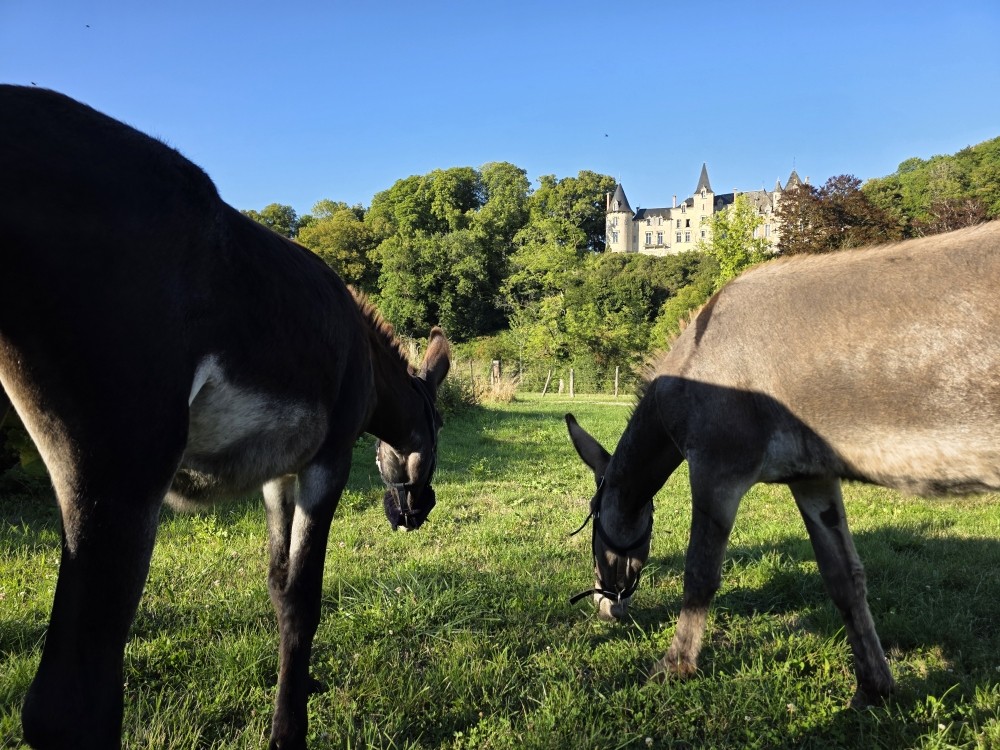 L'ÂÔMA (L'Âne Ôdacieux Médiation animale)