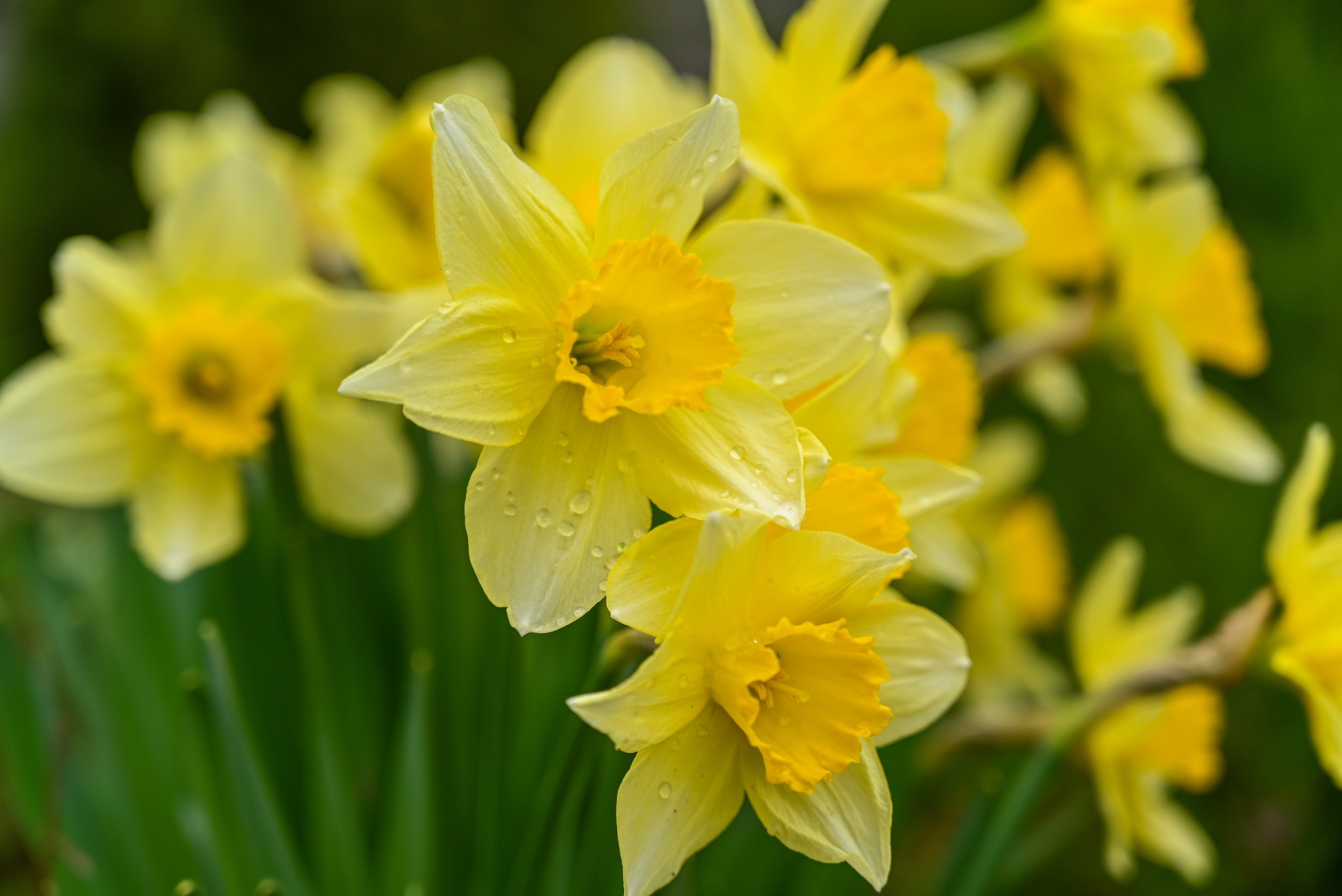 wild-daffodils-7106921_1920
