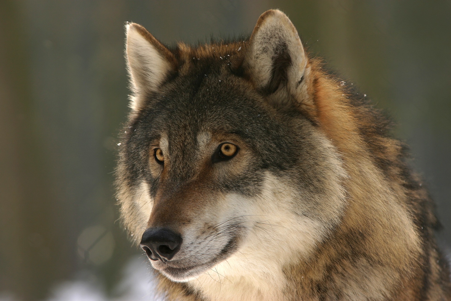 wolf-gfb8176683_1920