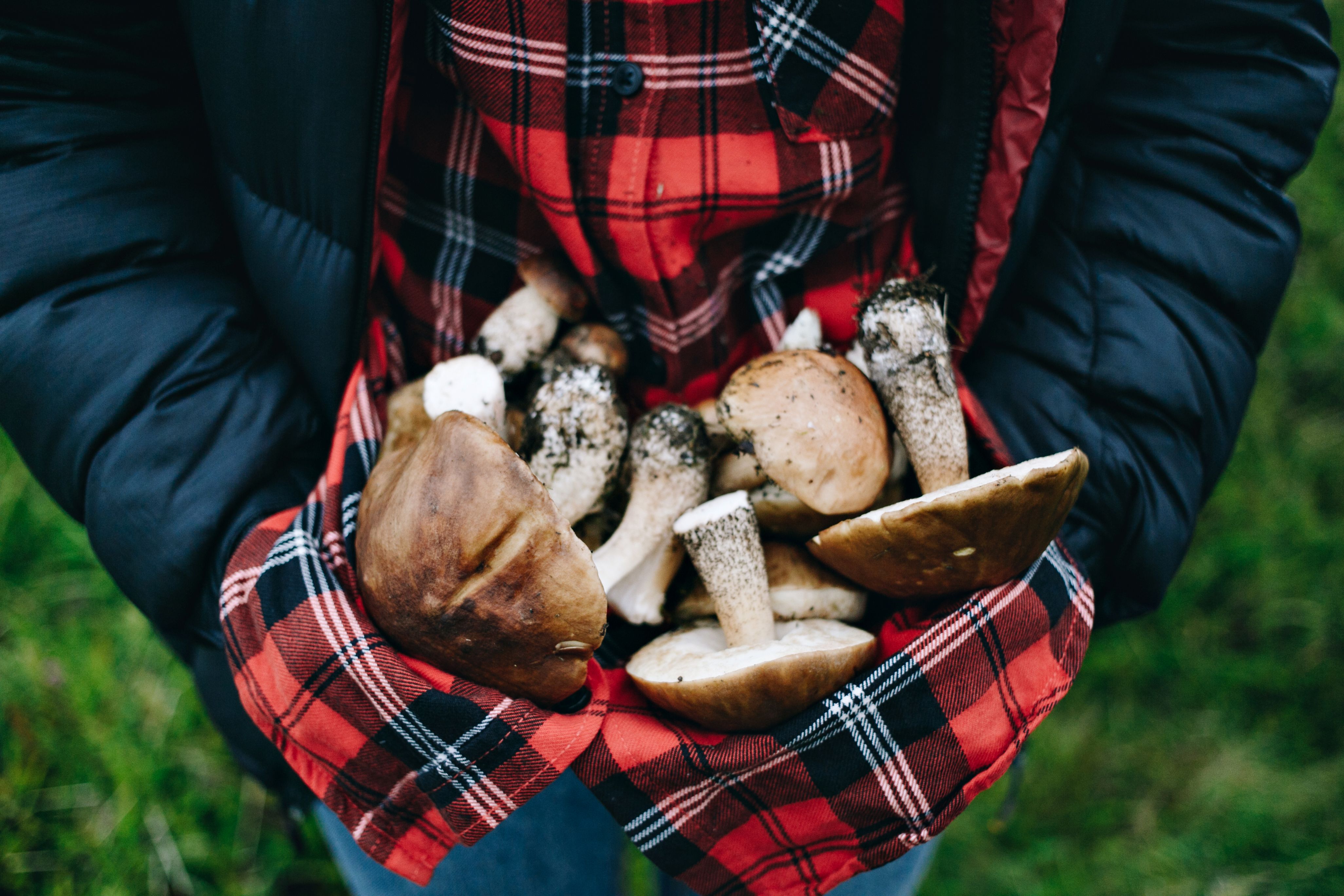 Woman hold fresh picked wild mushrooms
