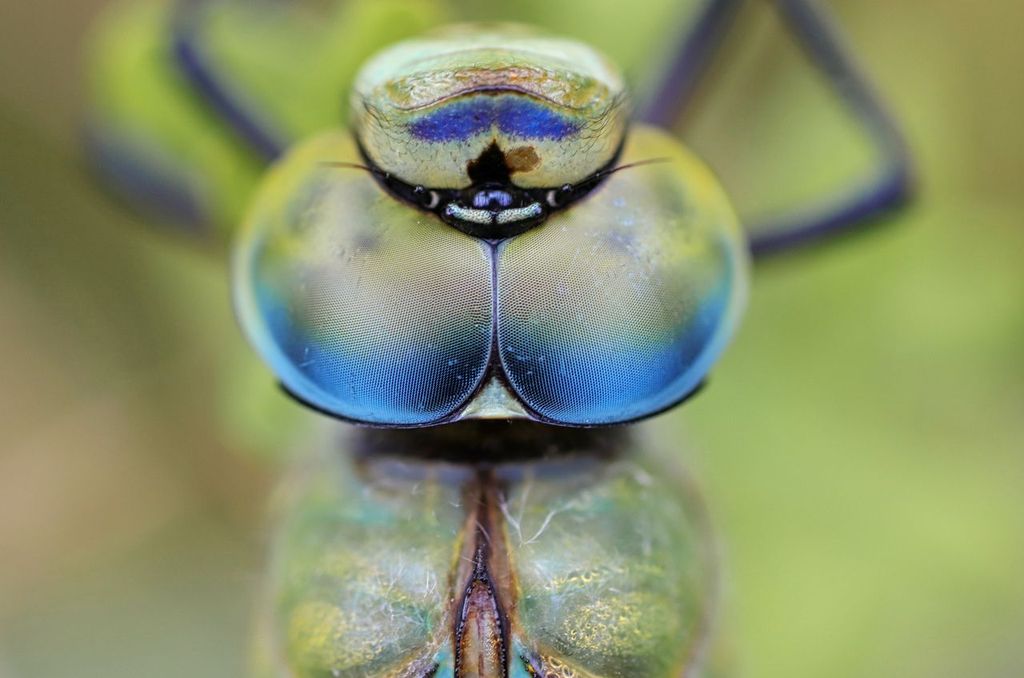 Biomimétisme : innover en s'inspirant du monde vivant