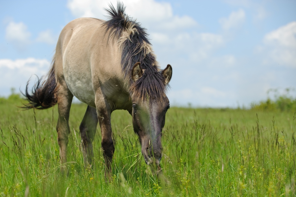 Konik Polski, chevaux sauvages servant à l'entretien des milieux.